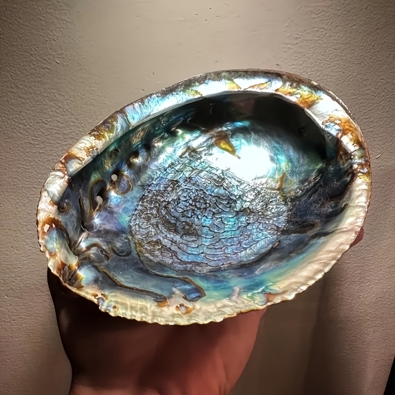 Plant Parents - Vasi in Conchiglia di Abalone, Ornamenti