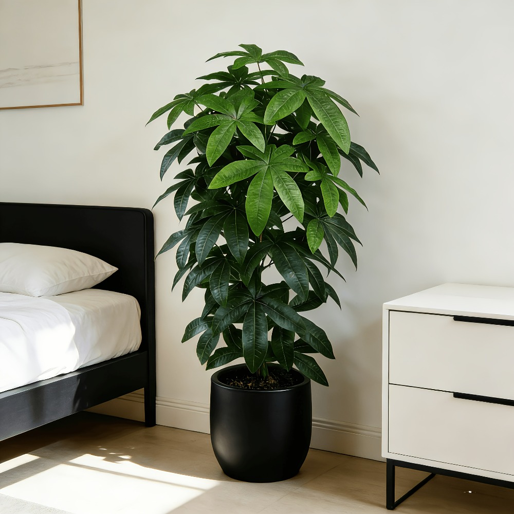 Fiddle Leaf Fig - Albero della Fortuna Artificiale Pachira Aquatica