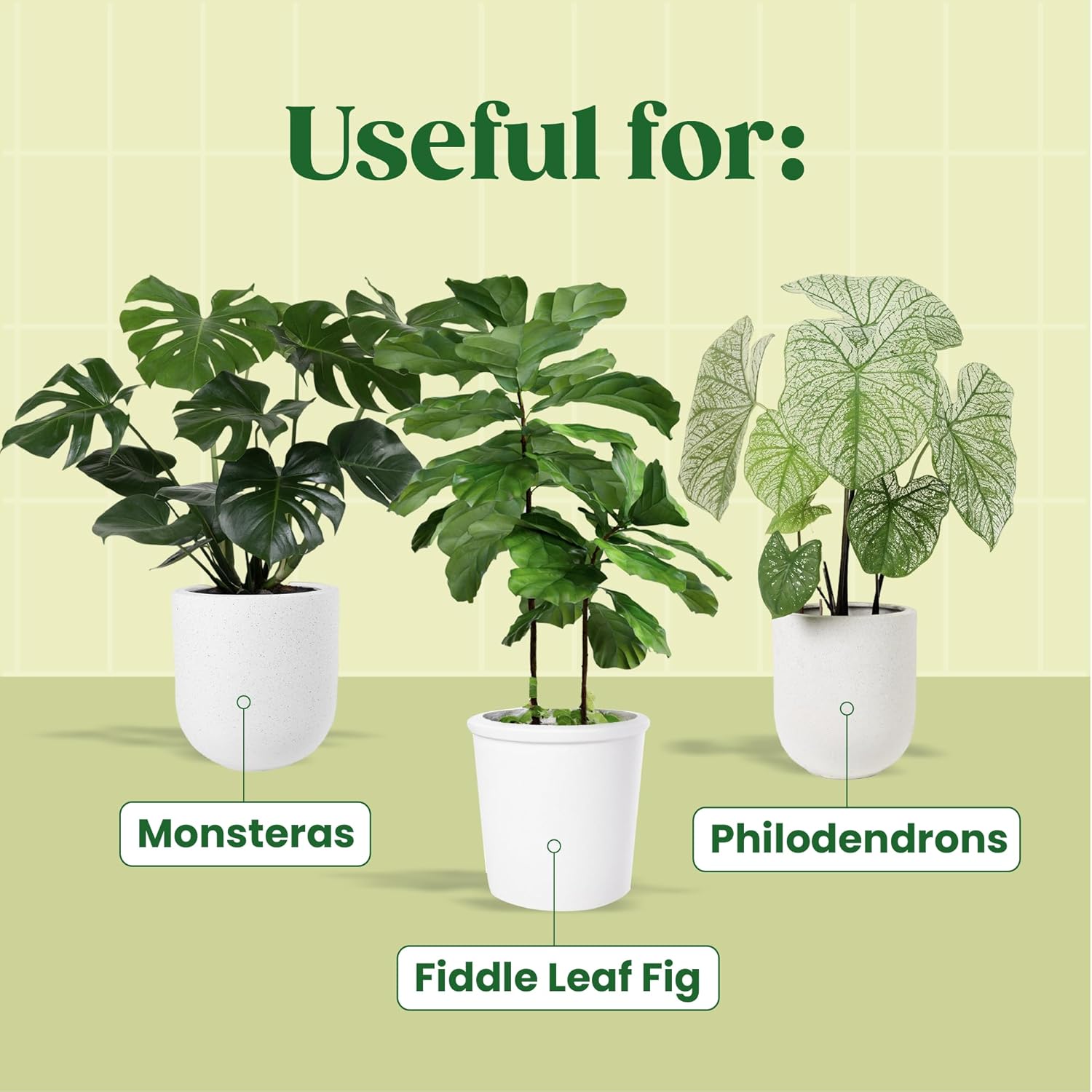 Siero Vegetale KALOYANOV N ° S - Fiddle Leaf Fig recensione e prezzo