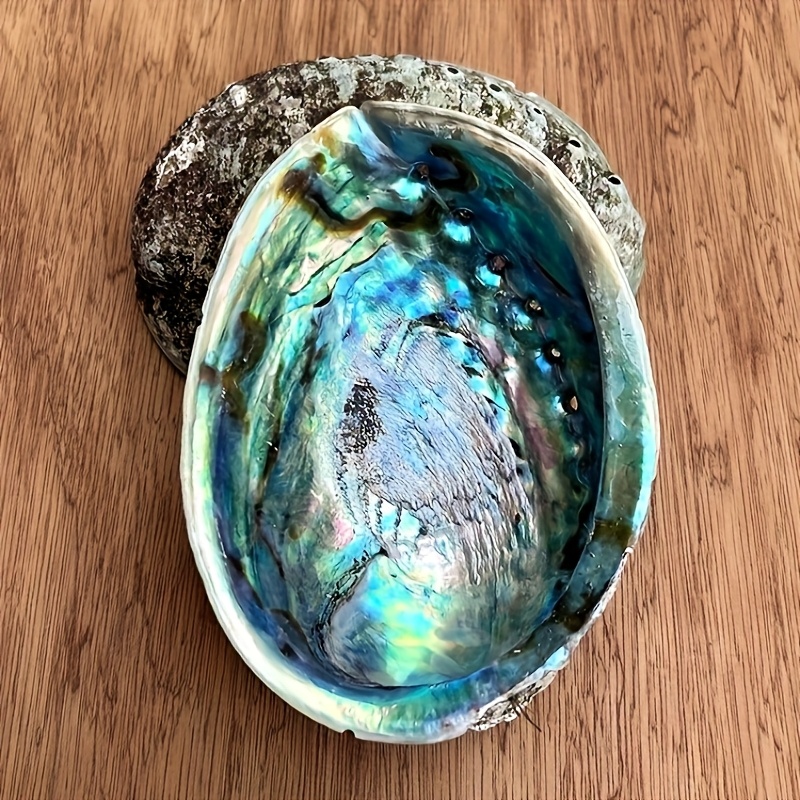Vasi in Conchiglia di Abalone, - Plant Parents recensione e prezzo