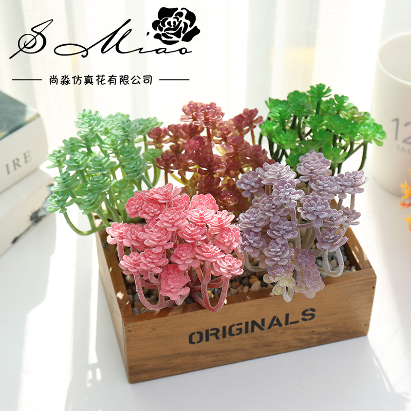 Wusmart Large Xian Ren Ke pian - Succulent Arrangement Mini recensione e prezzo