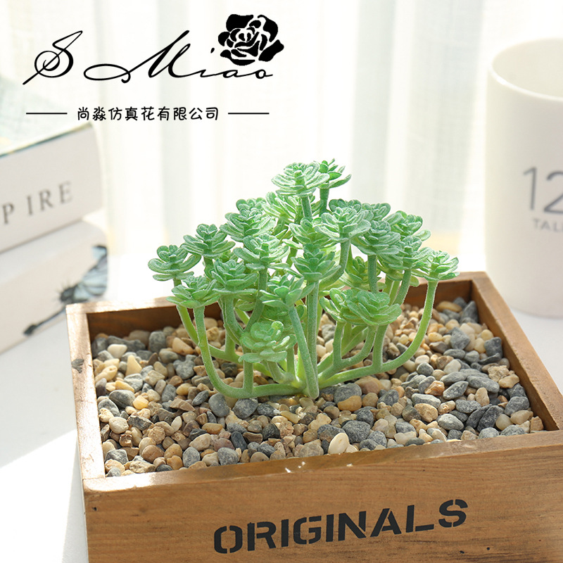 Wusmart Large Xian Ren Ke pian - Succulent Arrangement Mini recensione e prezzo