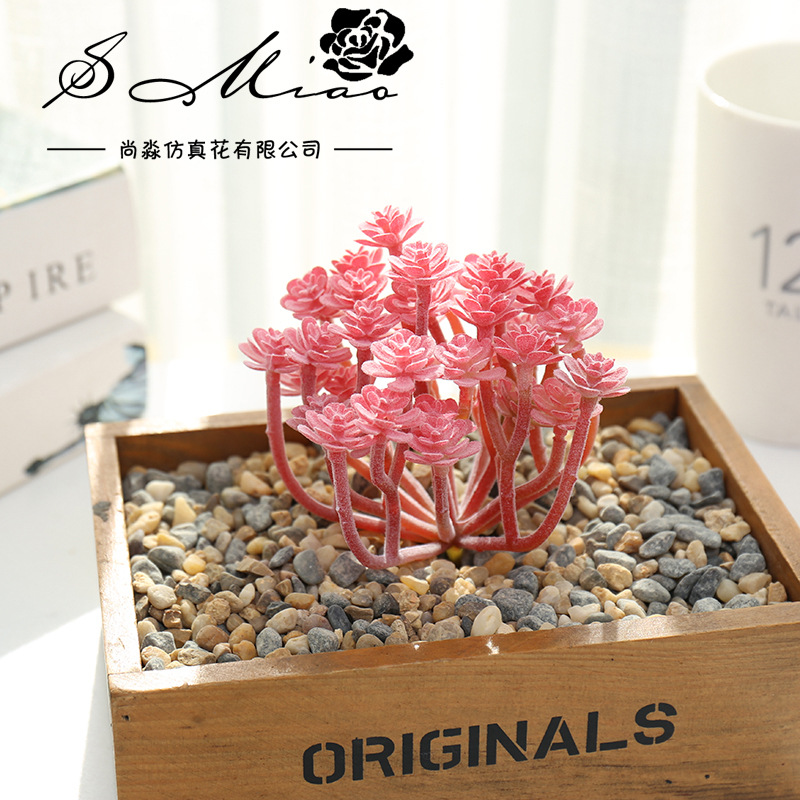 Wusmart Large Xian Ren Ke pian - Succulent Arrangement Mini recensione e prezzo