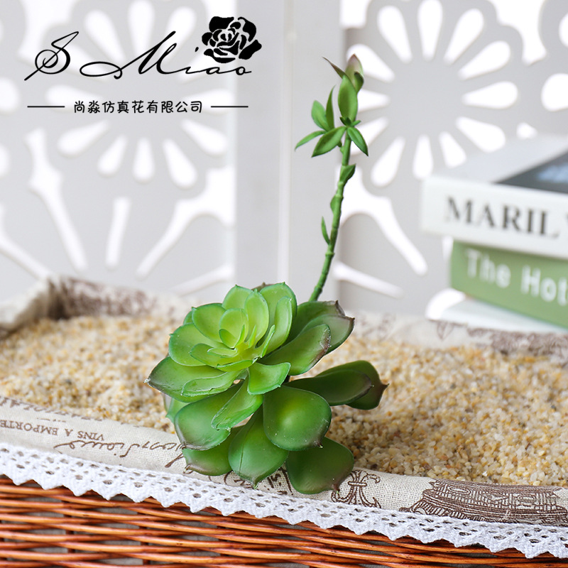 Wusmart Zhong Shi Lian grandi  - Succulent Arrangement Mini recensione e prezzo