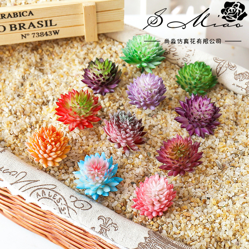 Wusmart Ji Wa Lian piante gras - Succulent Arrangement Mini recensione e prezzo