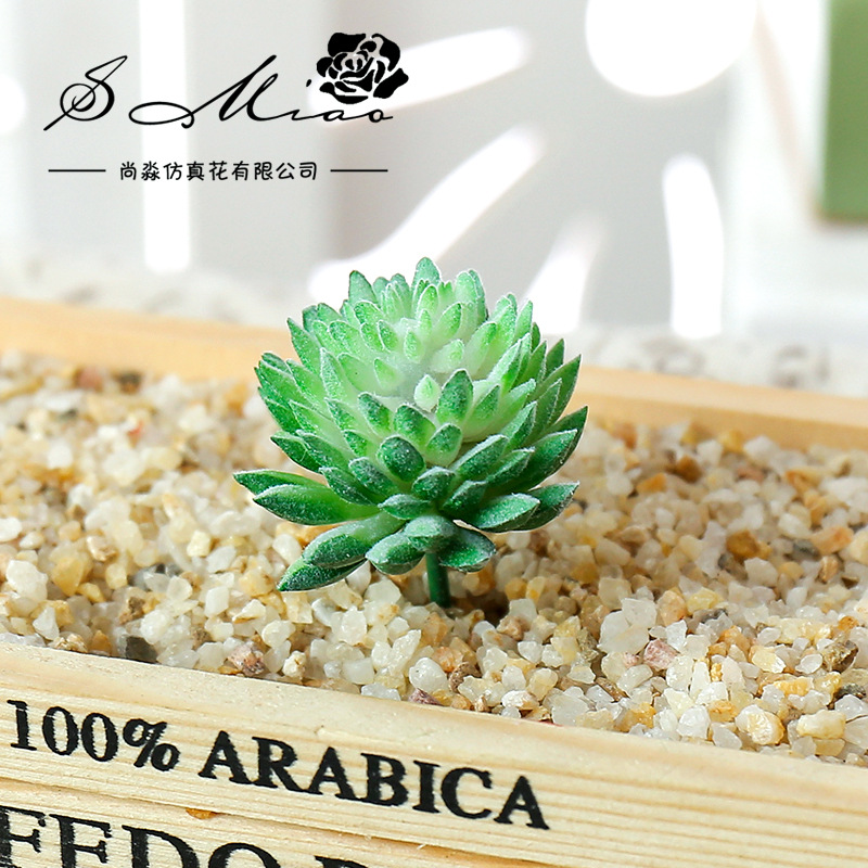 Wusmart Ji Wa Lian piante gras - Succulent Arrangement Mini recensione e prezzo