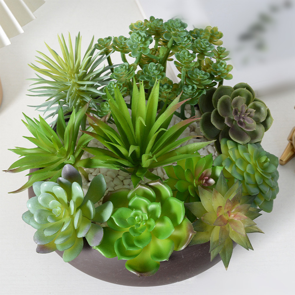 Composizione di Piante Grasse  - Succulent Arrangement Mini recensione e prezzo