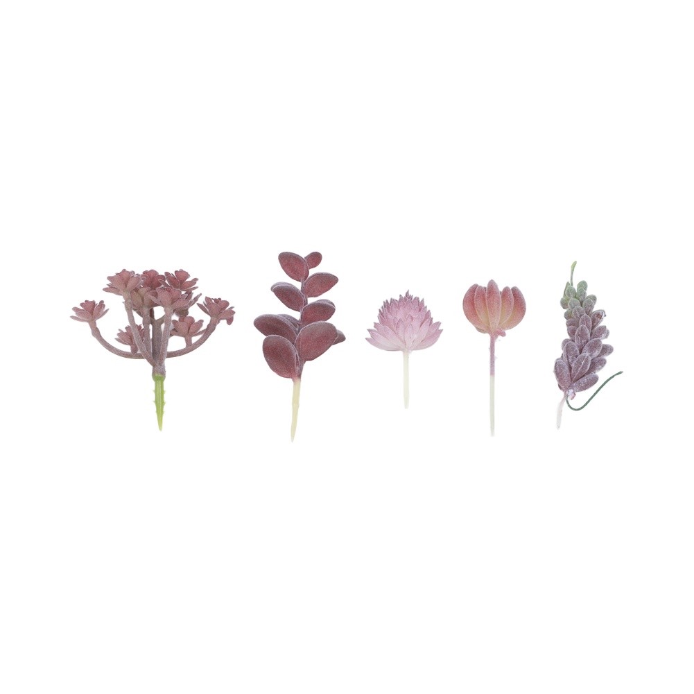 Composizione di Piante Grasse  - Succulent Arrangement Mini recensione e prezzo