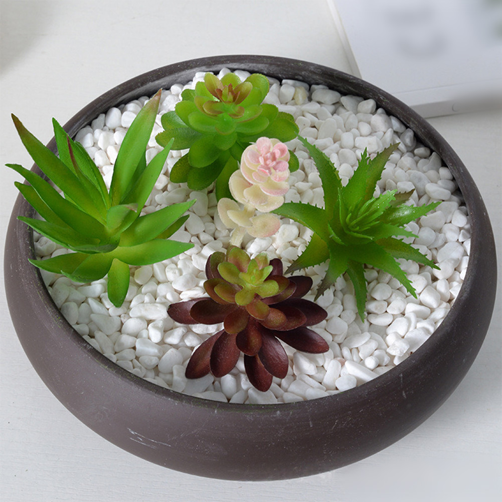 Composizione di Piante Grasse  - Succulent Arrangement Mini recensione e prezzo