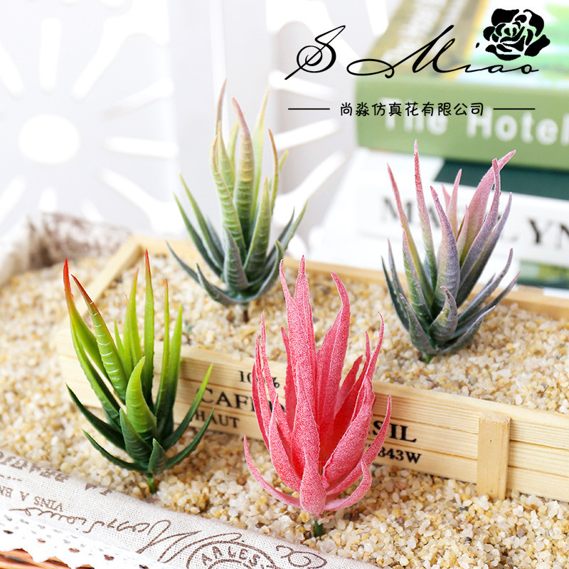 Wusmart Ban Ma Lu Hui Piante g - Succulent Arrangement Mini recensione e prezzo