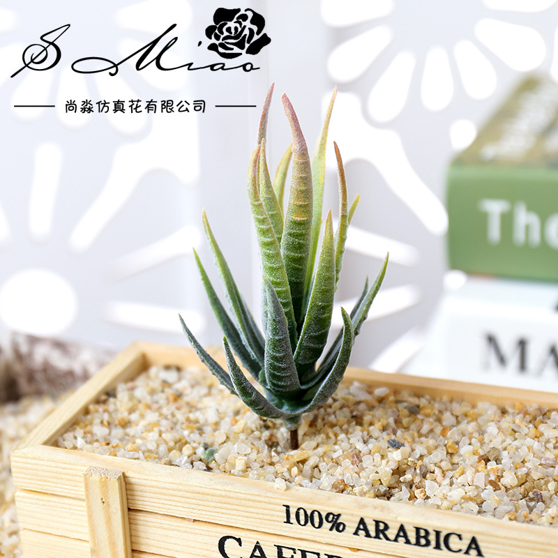 Wusmart Ban Ma Lu Hui Piante g - Succulent Arrangement Mini recensione e prezzo